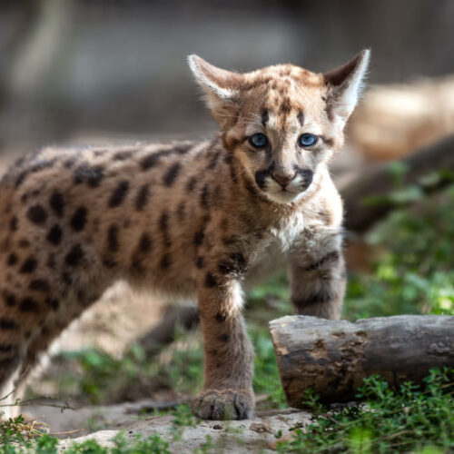 Adaptación climática de felinos en Panamá según Max van Rijswijk
