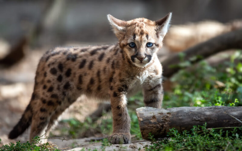 Adaptación climática de felinos en Panamá según Max van Rijswijk
